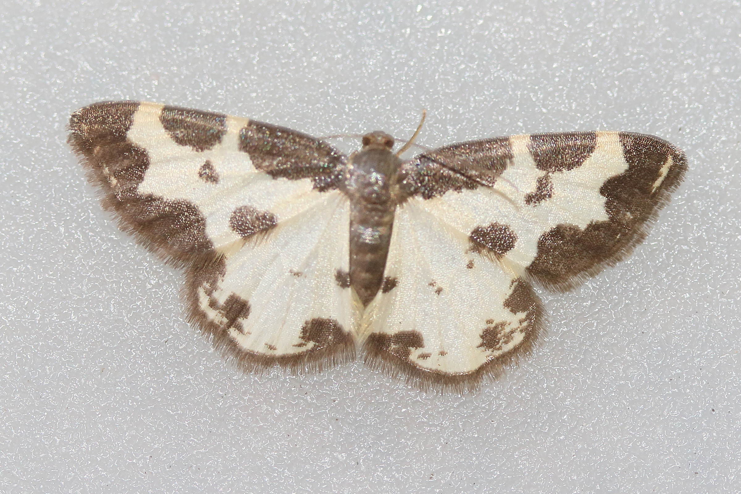 lomaspilis_marginata5md