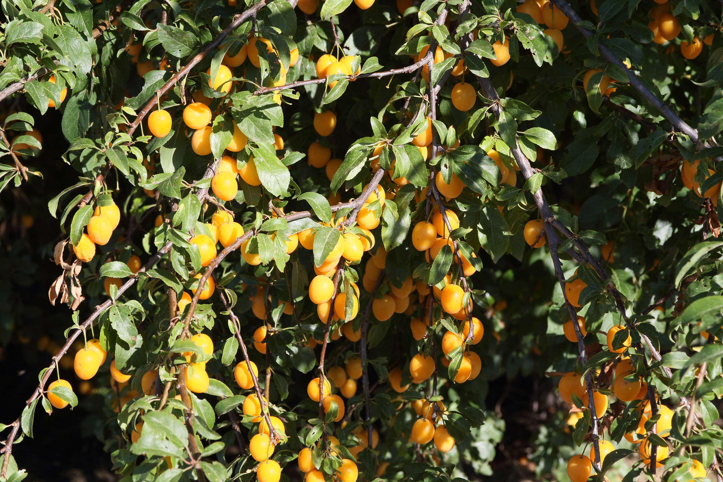 prunus_cerasifera9md