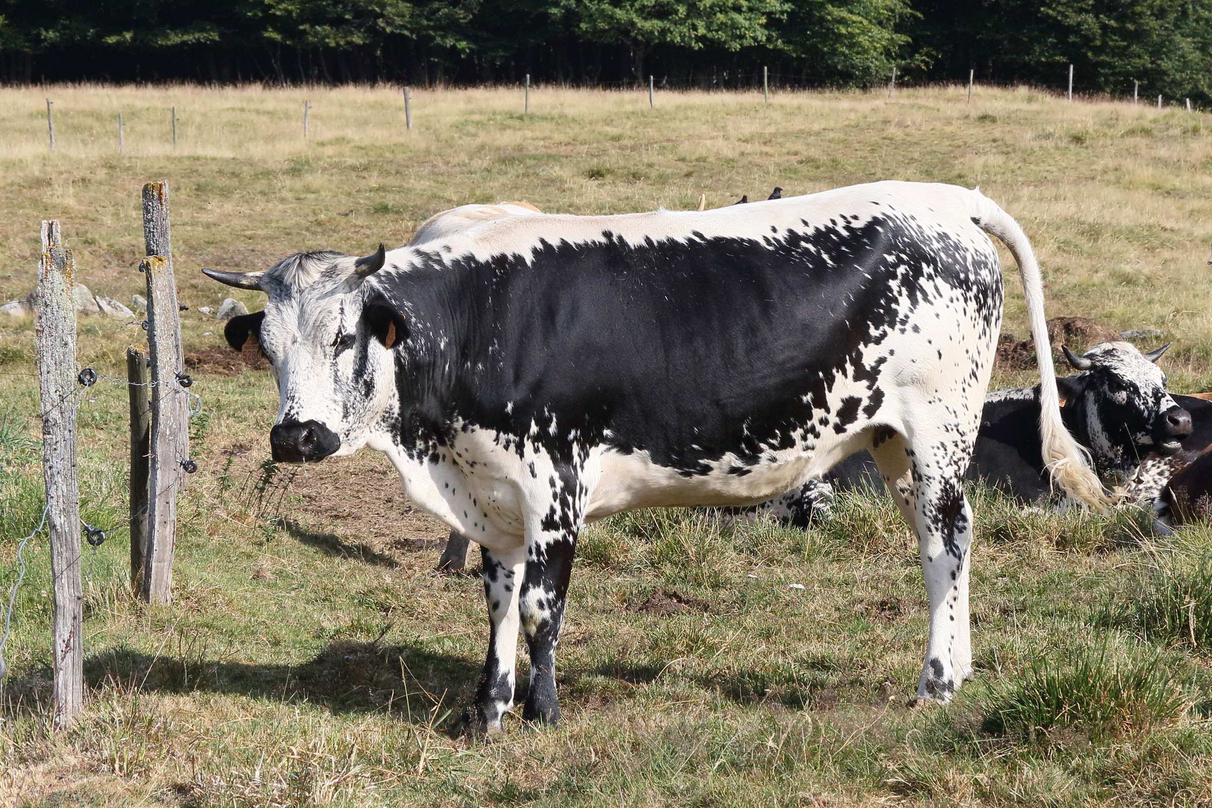 bos_taurus_vosgienne3md