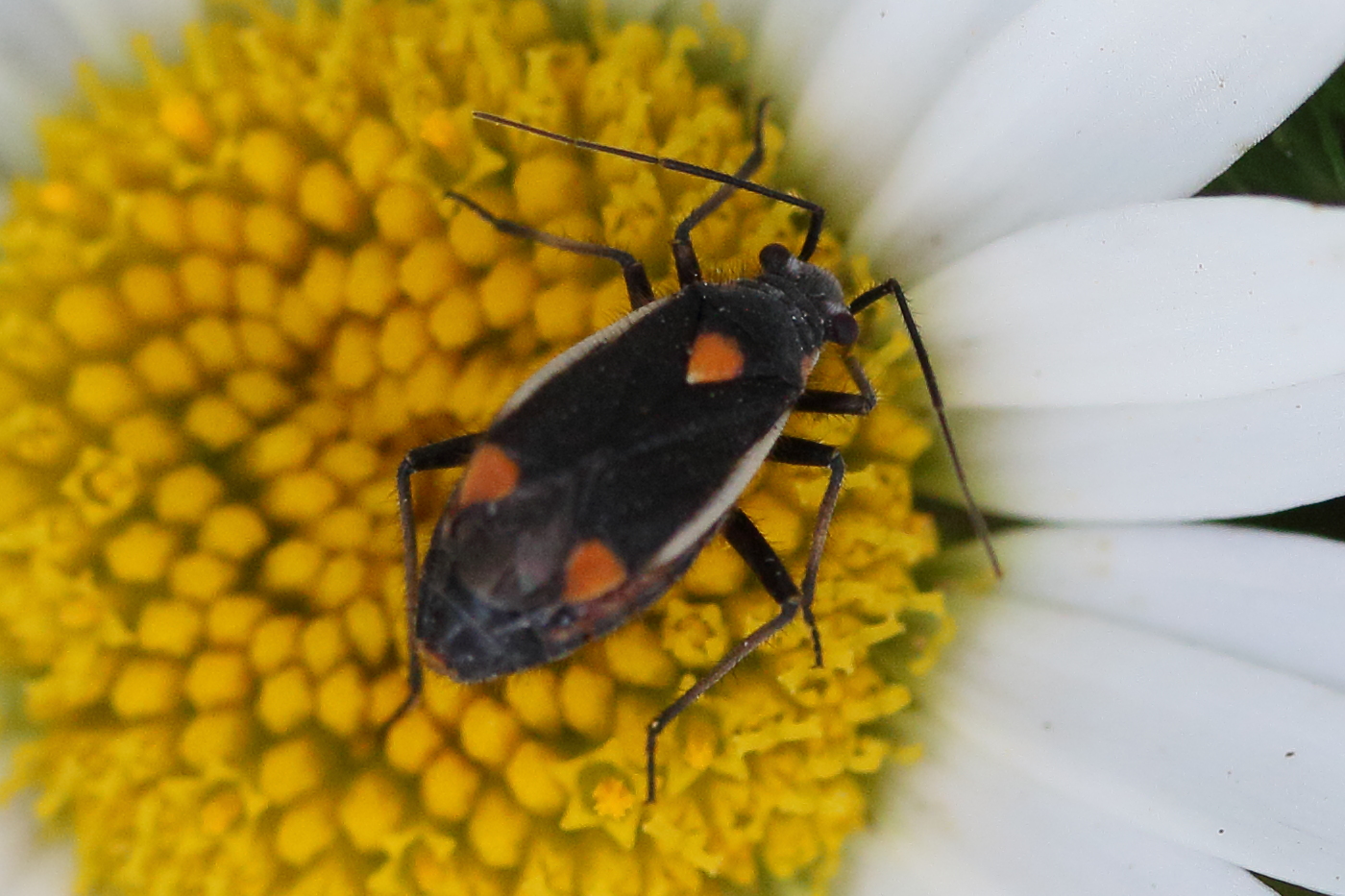 capsodes_gothicus1md