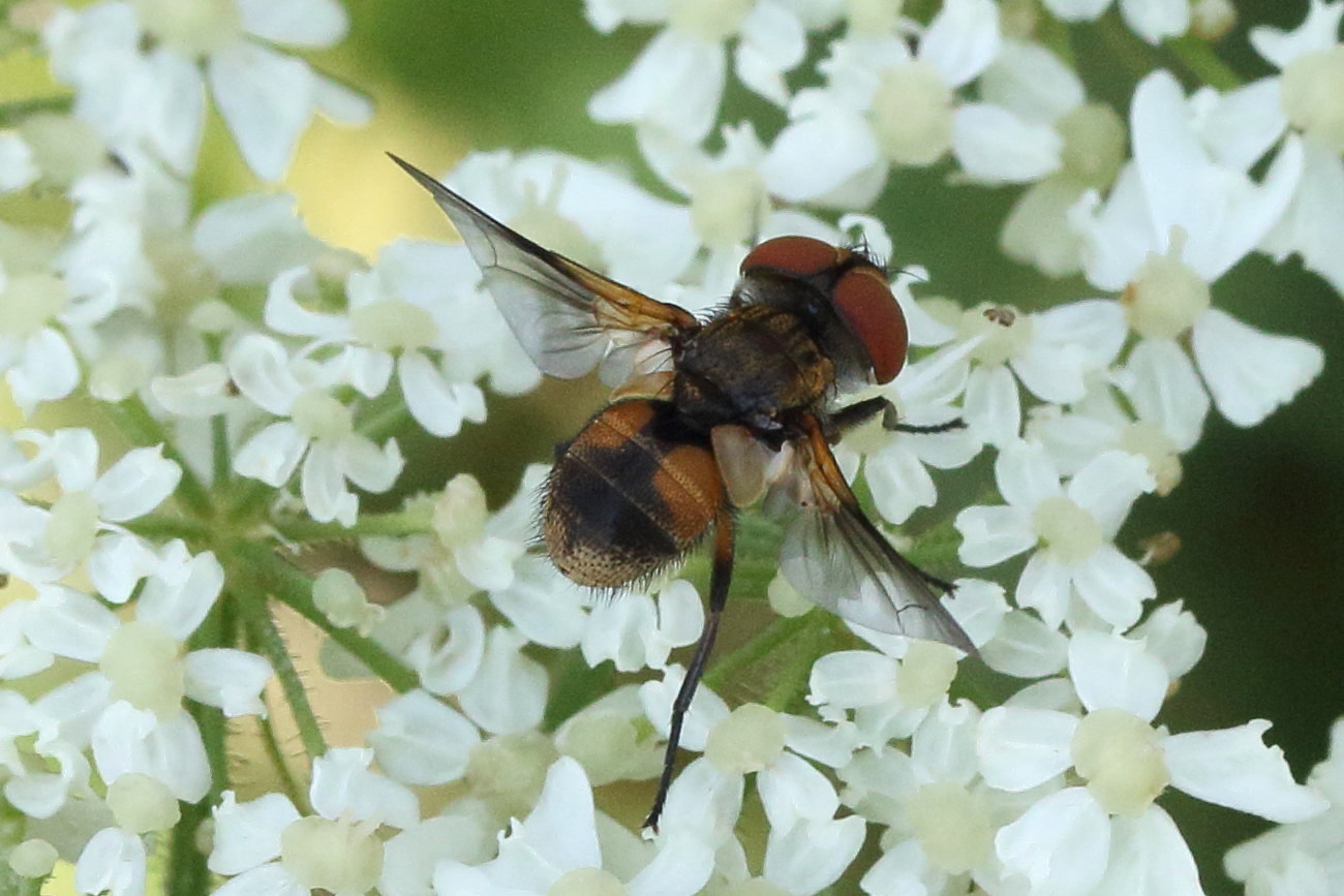 ectophasia_crassipennis6mdmd