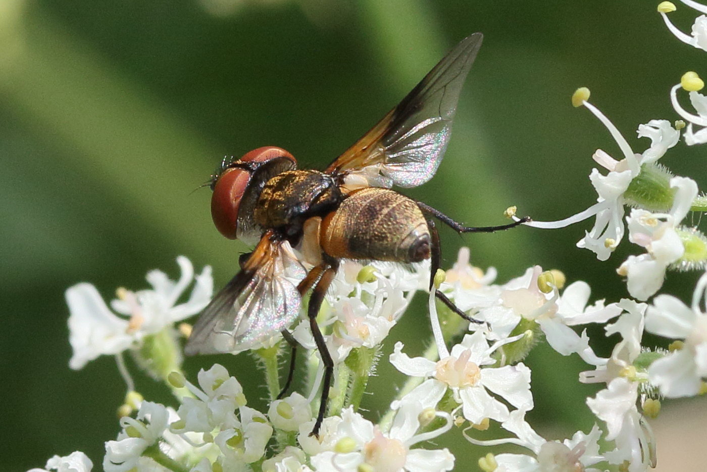 ectophasia_crassipennis7md