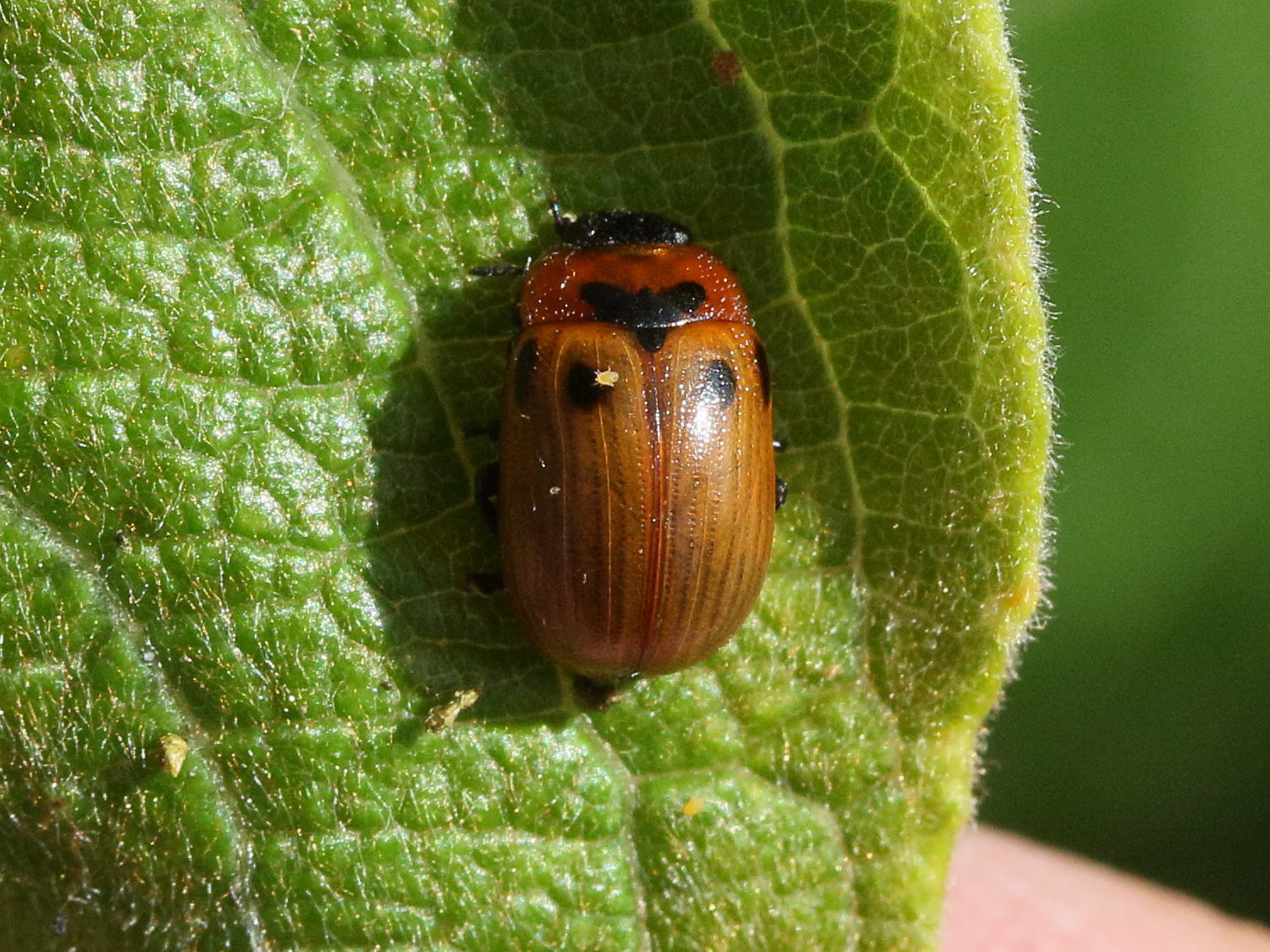 Afficher le média gonioctena_viminalis1md gonioctena_viminalis1md