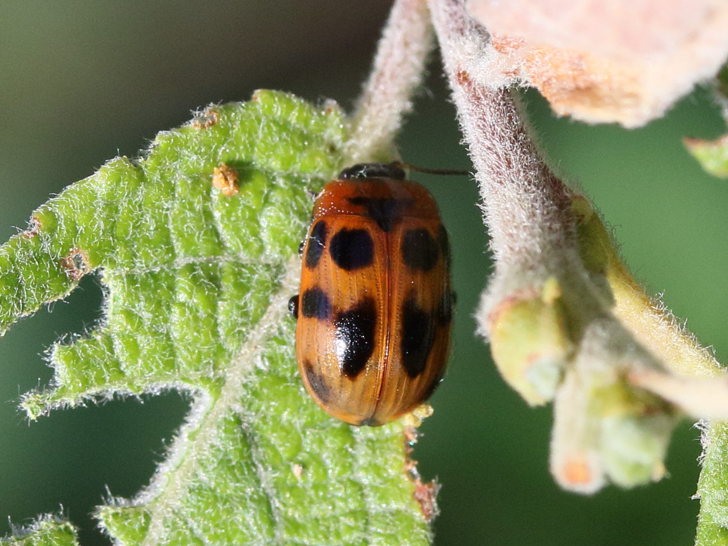 Afficher le média gonioctena_viminalis2md gonioctena_viminalis2md