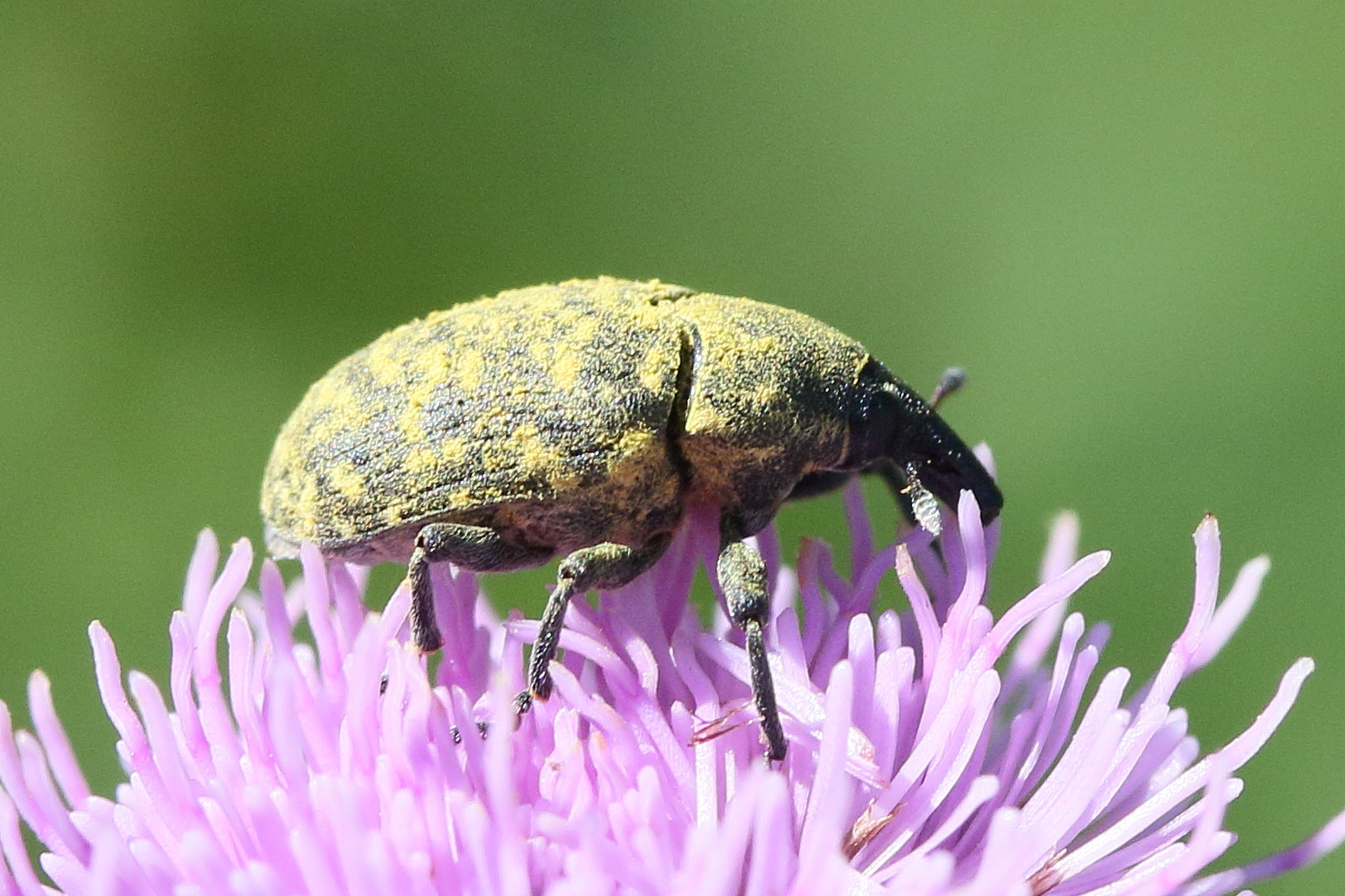 larinus_turbinatus1md