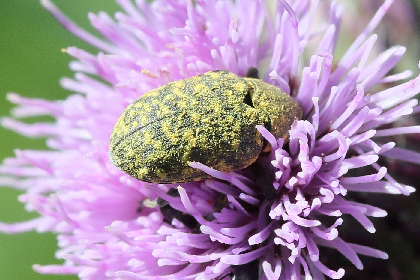 larinus_turbinatus2md