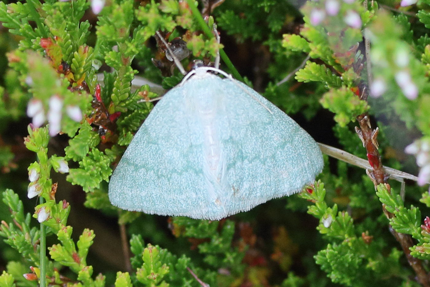 pseudoterpna_pruinata1md