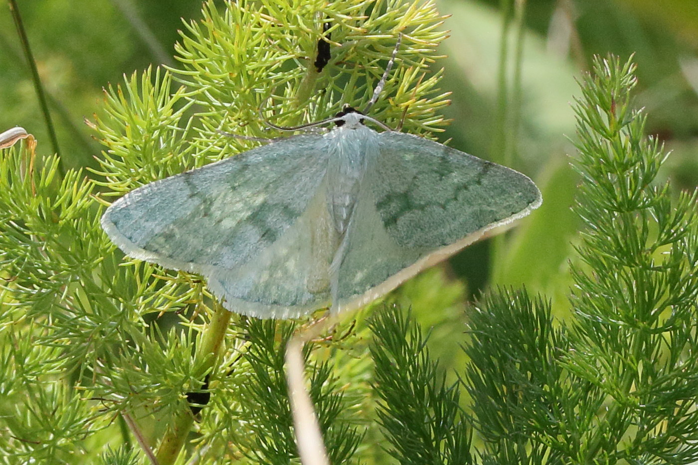 pseudoterpna_pruinata2md