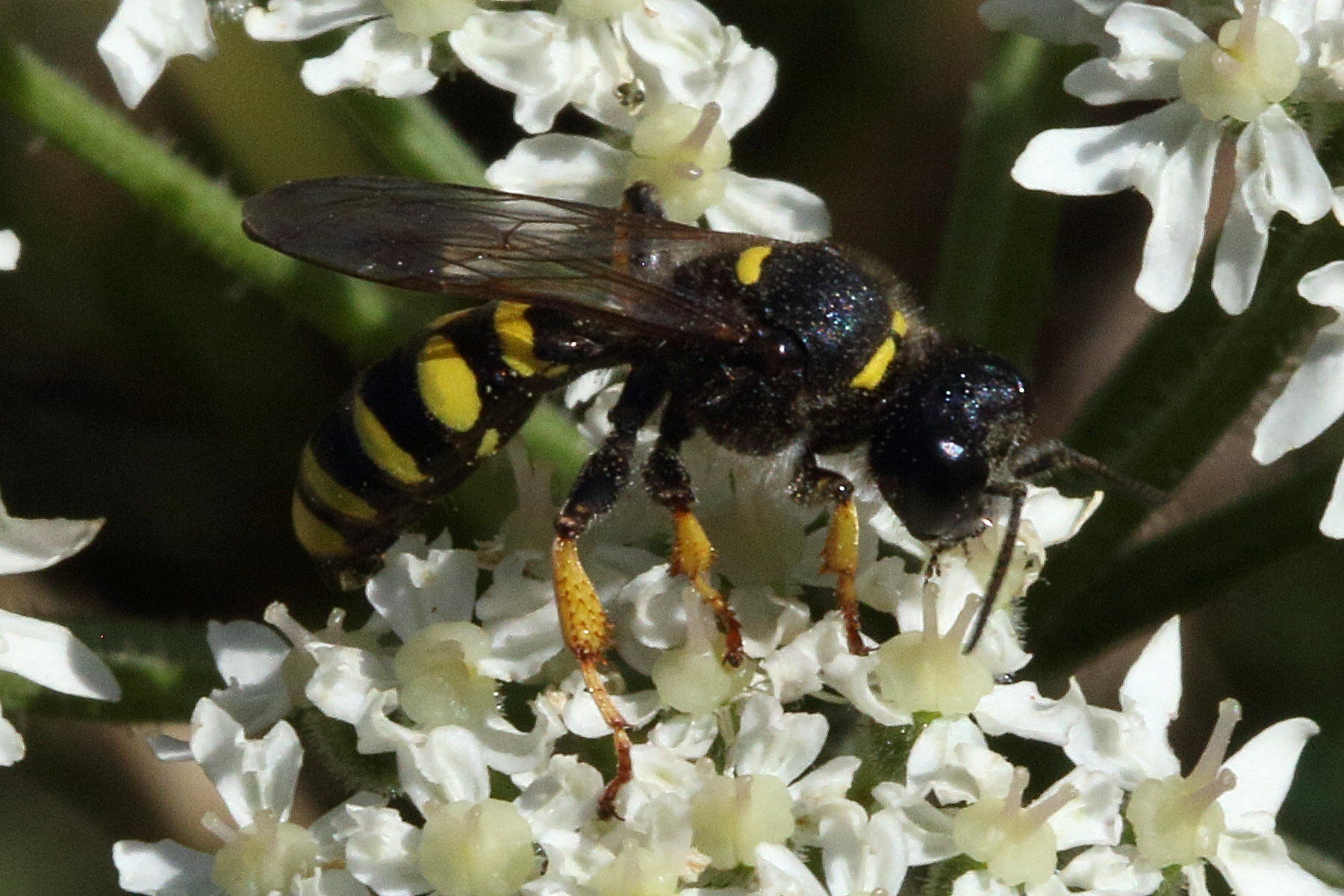 crabro_cribrarius1bd