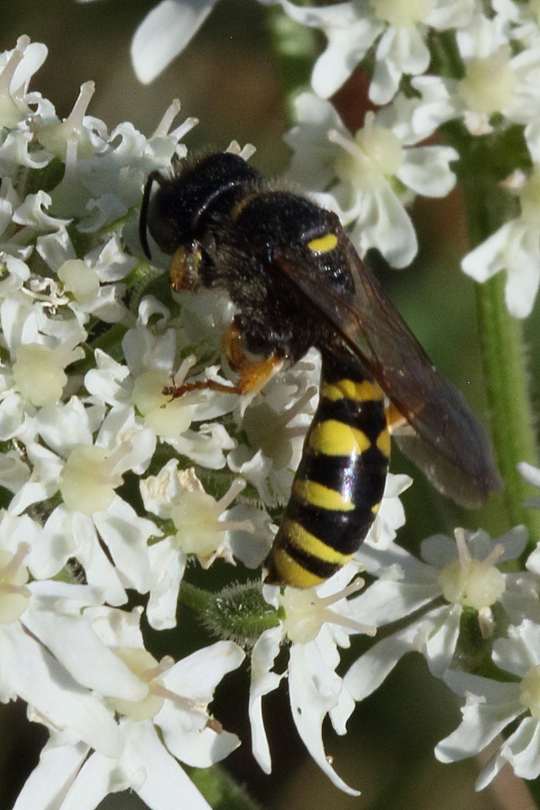 crabro_cribrarius2bd