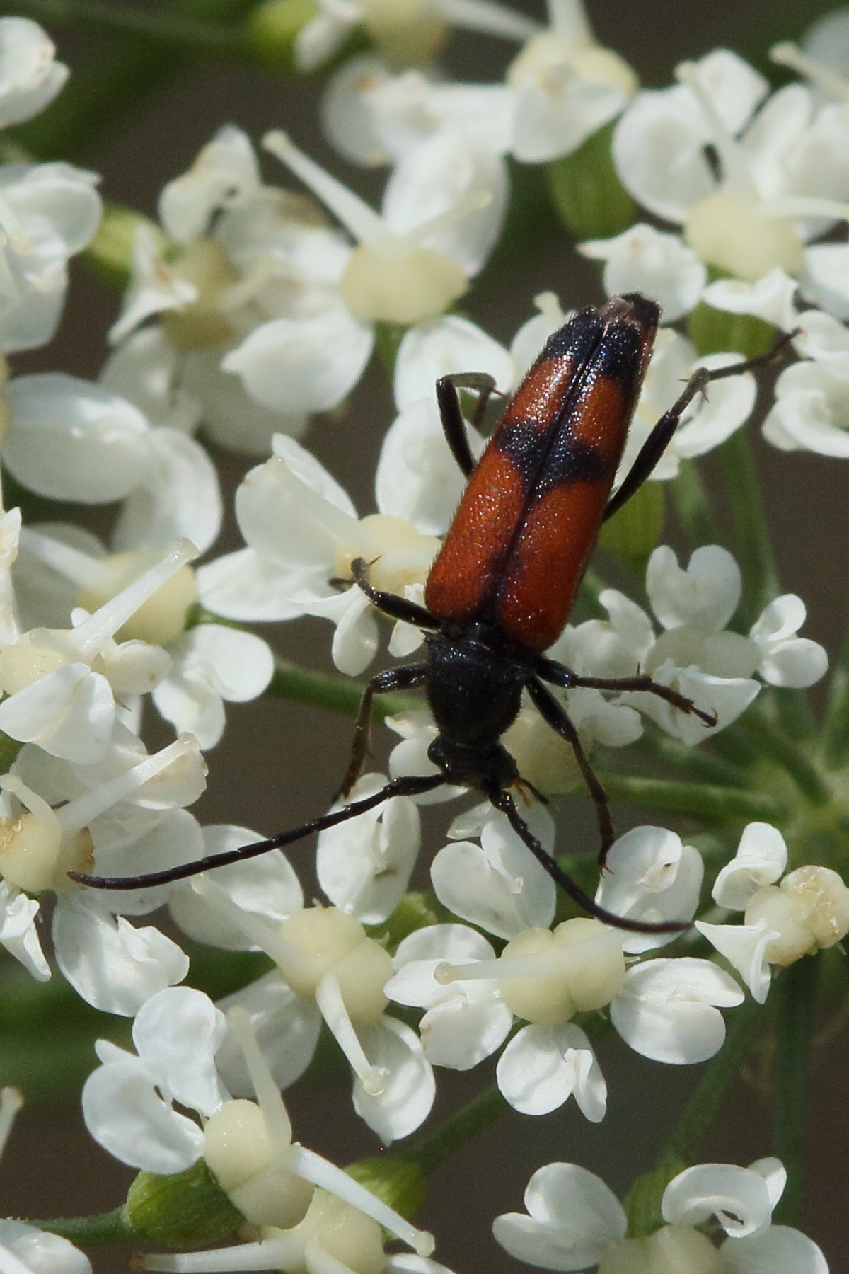stenurella_bifasciata4bd