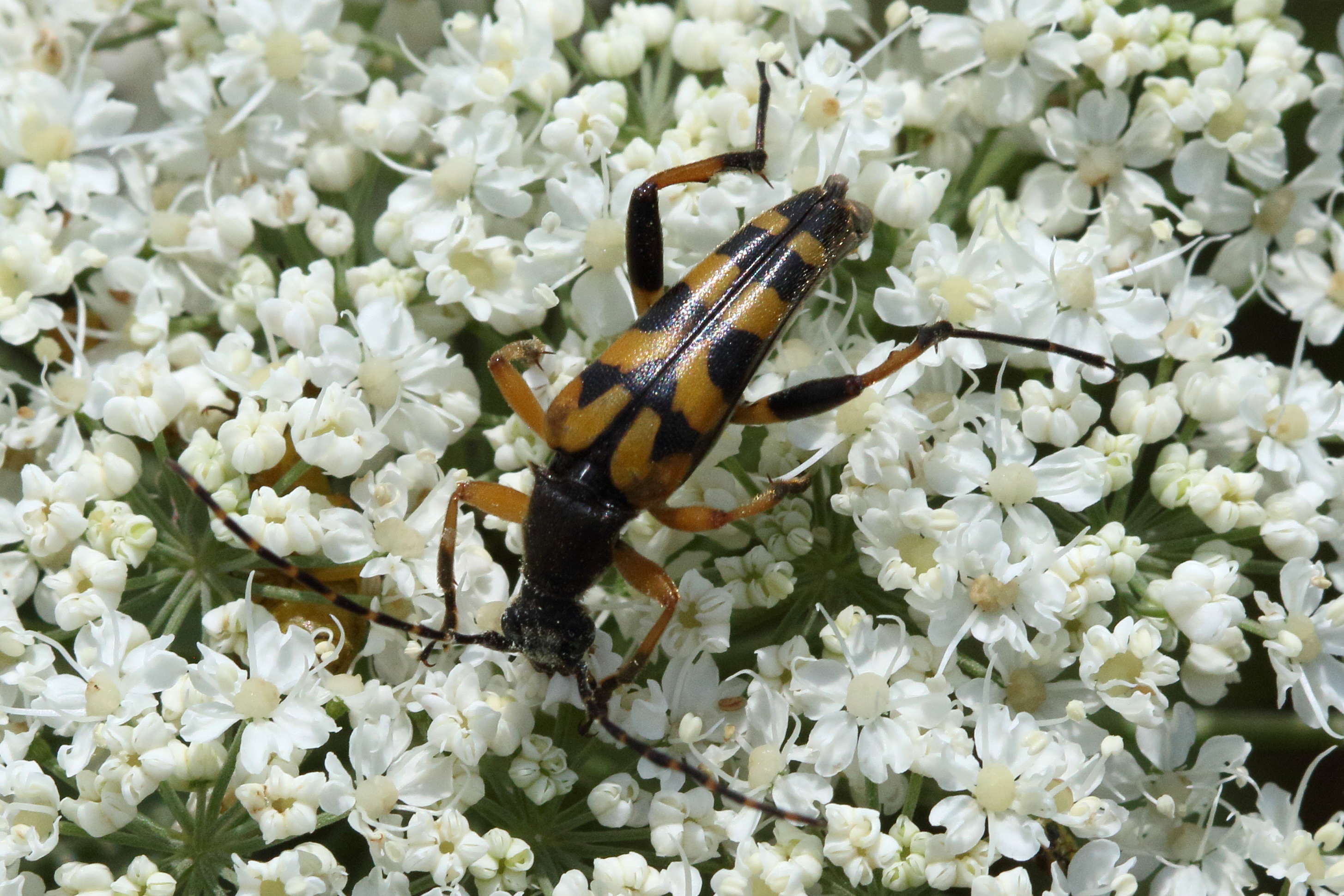 strangalia_attenuata2bd