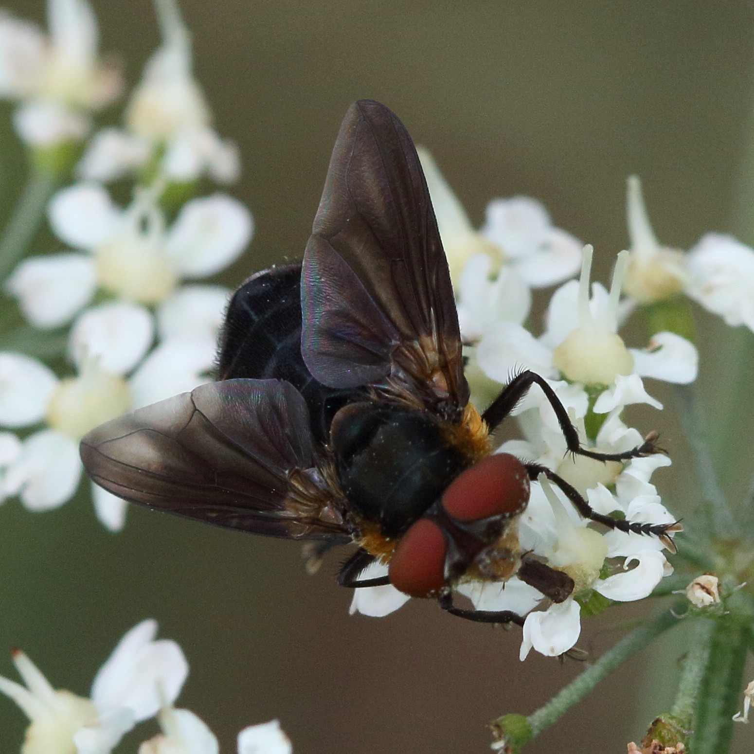 phasia_hemiptera1md