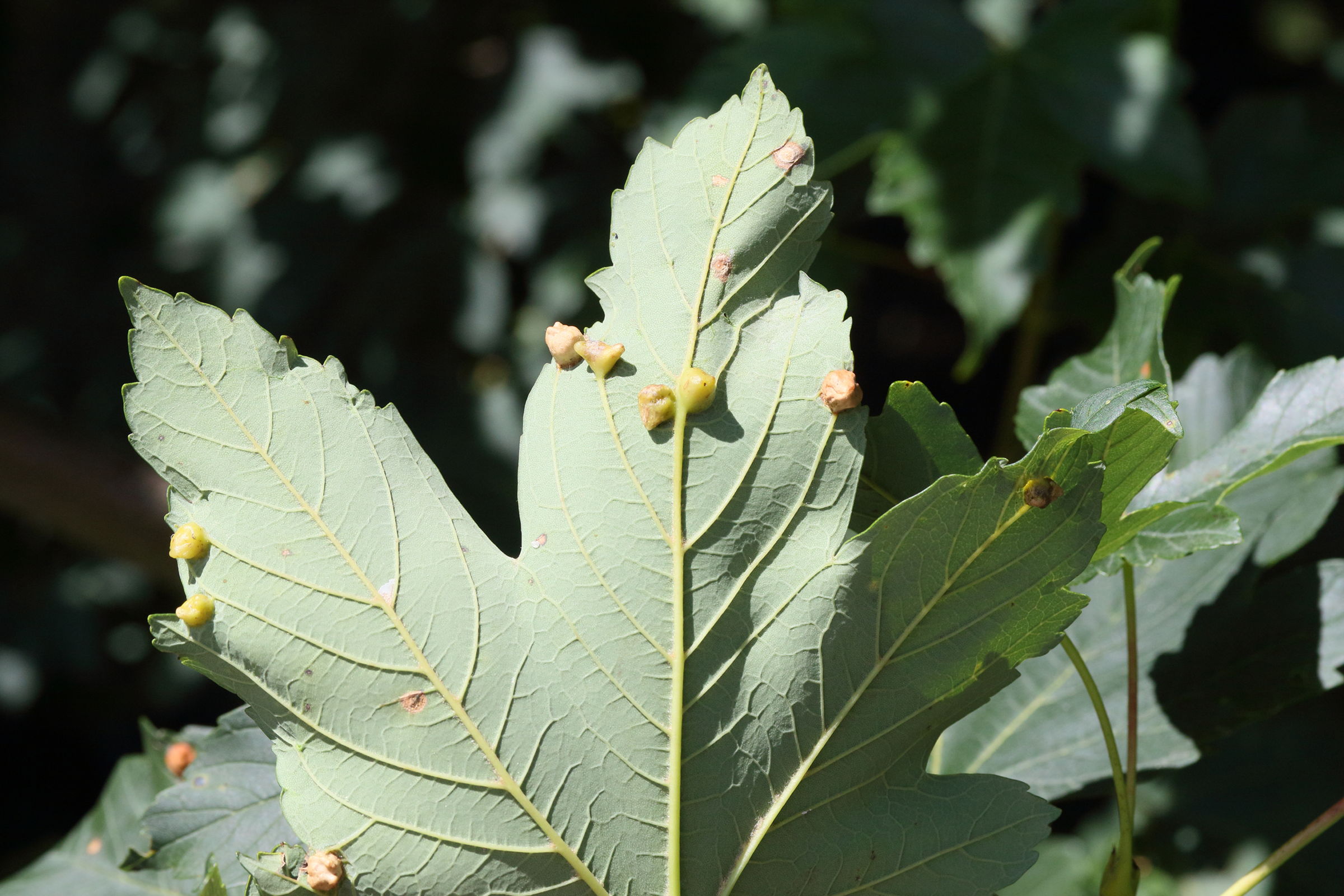 aceria_macrochela_galle1md