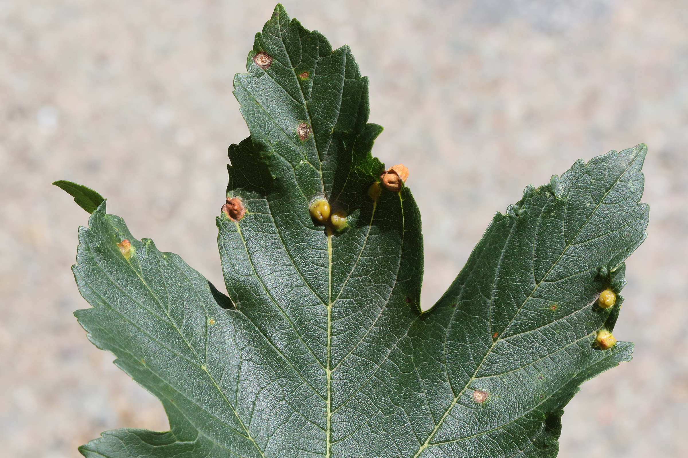 aceria_macrochela_galle2md