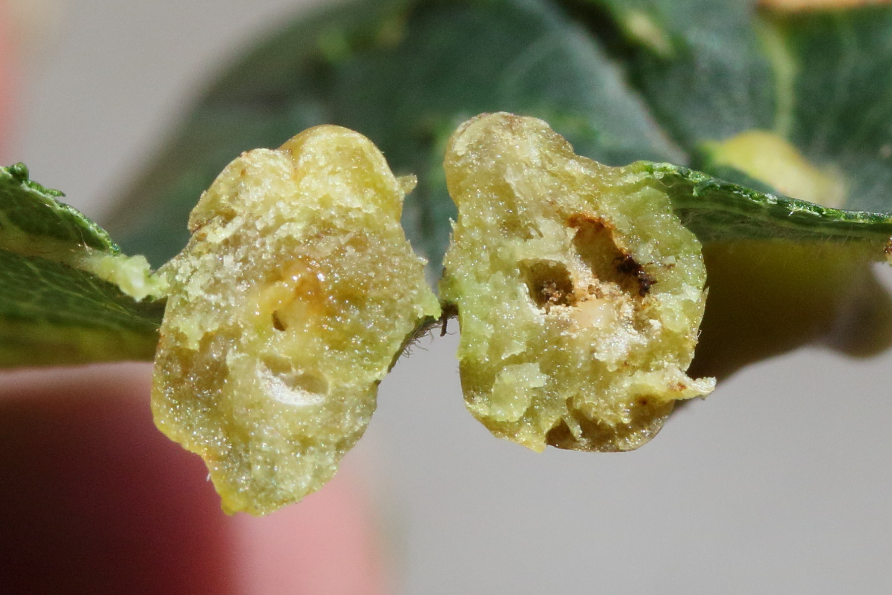 aceria_macrochela_galle3md