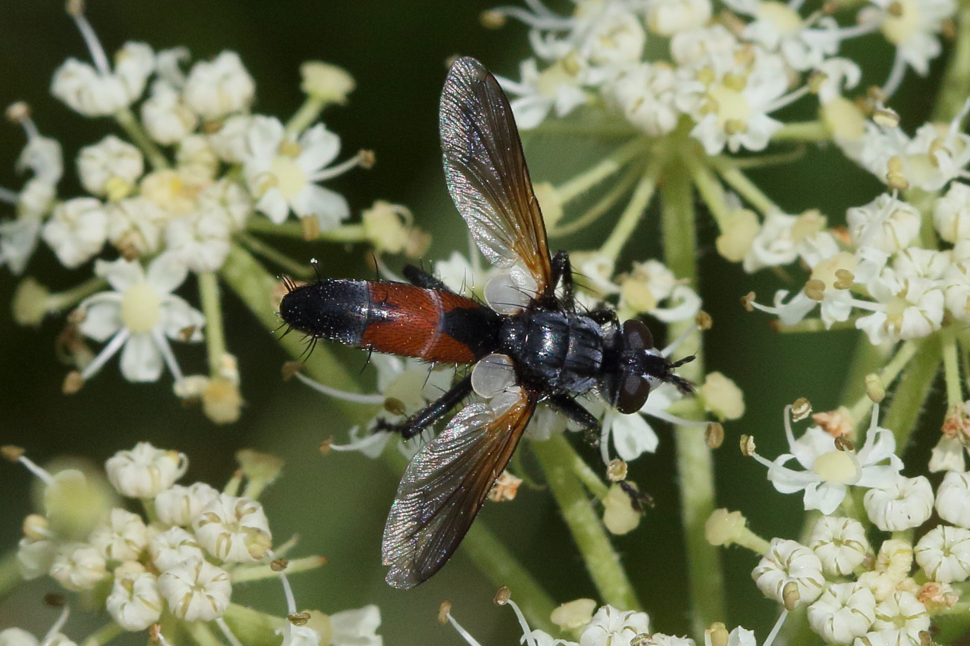 cylindromyia_pilipes1bd