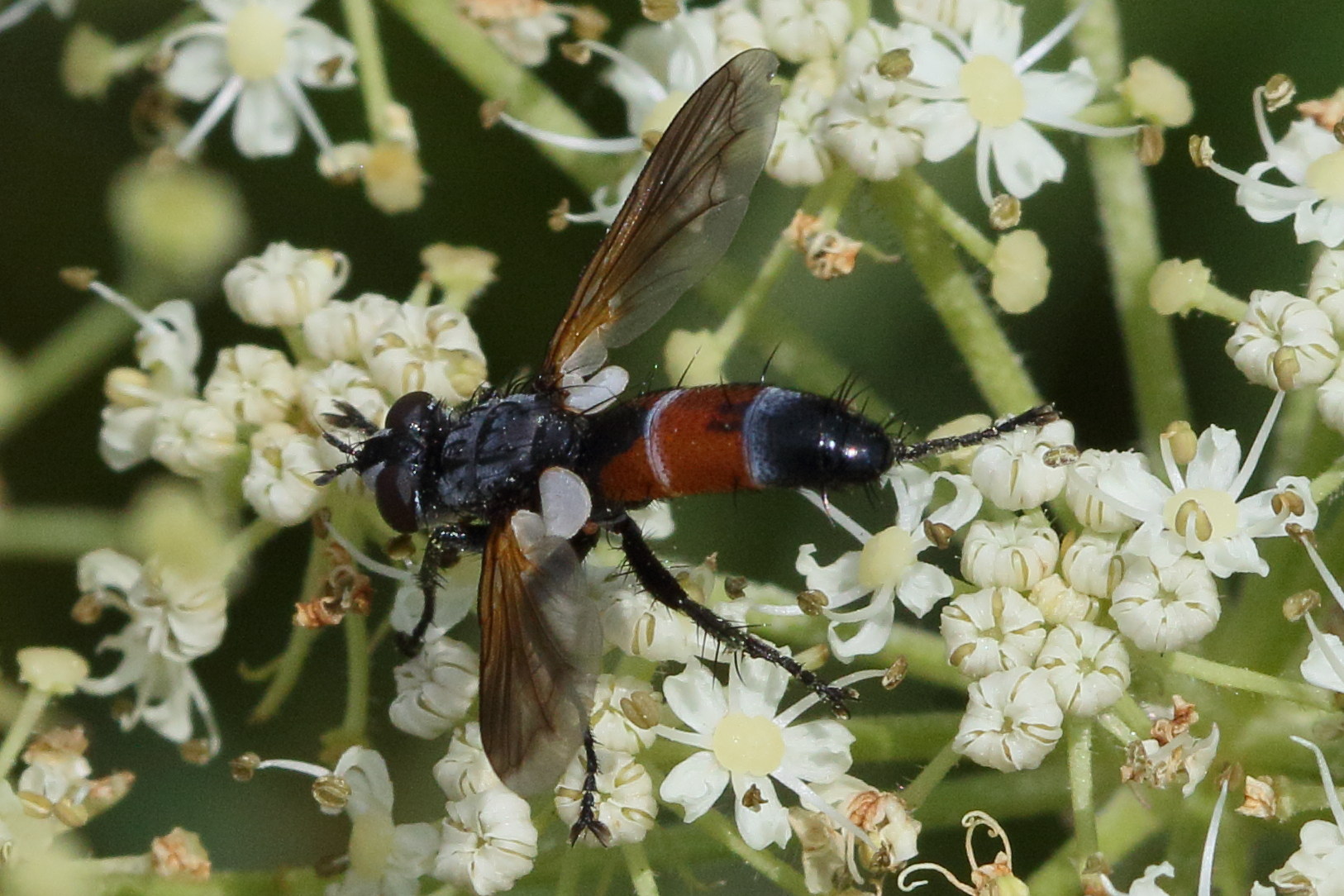 cylindromyia_pilipes2bd