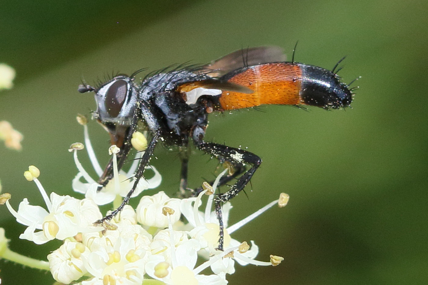 cylindromyia_pilipes3bd