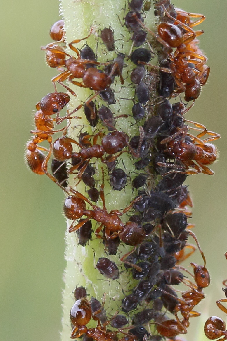 myrmica_rubra1md