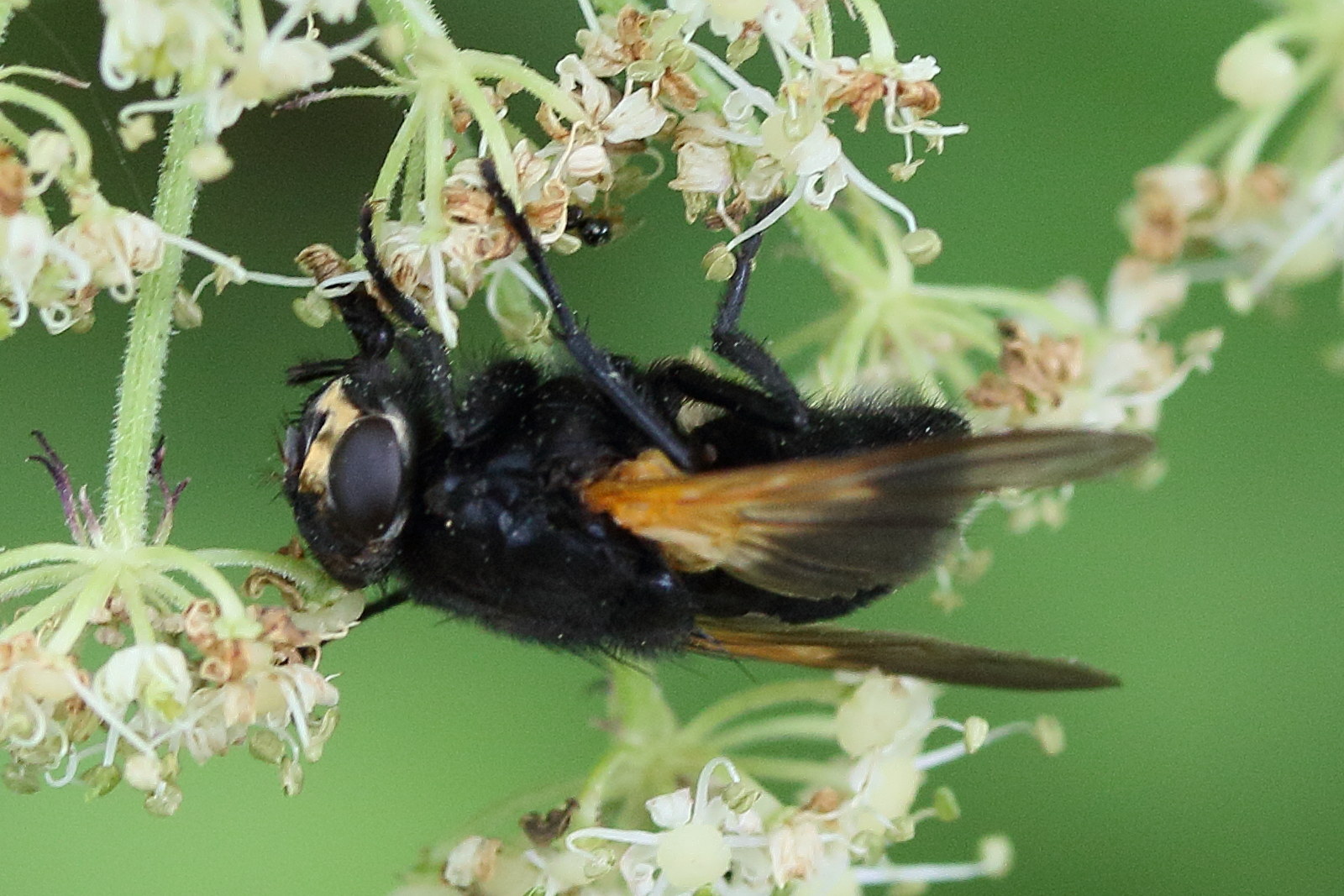 mesembrina_meridiana4md