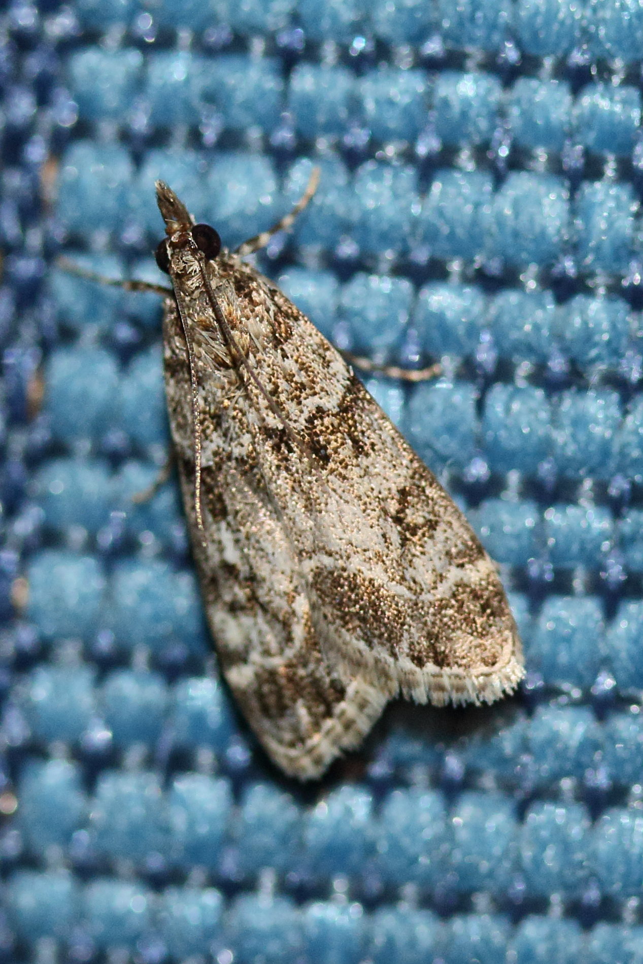 eudonia_mercurella1md