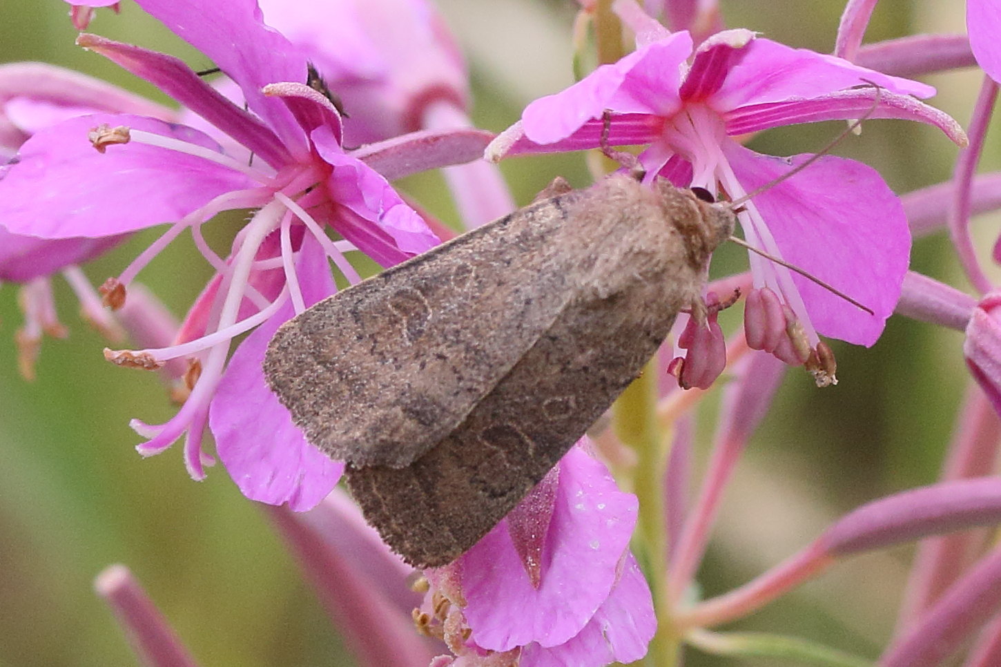 hoplodrina_ambigua1md