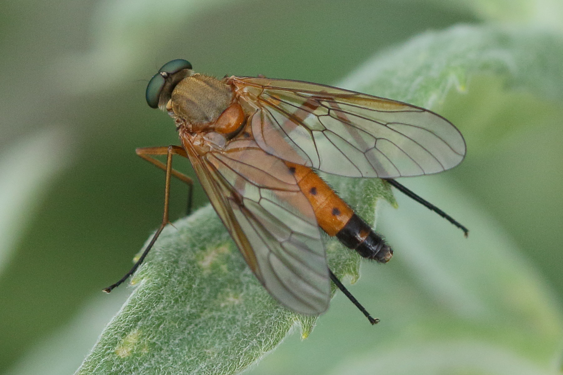 rhagio_tringarius3bd