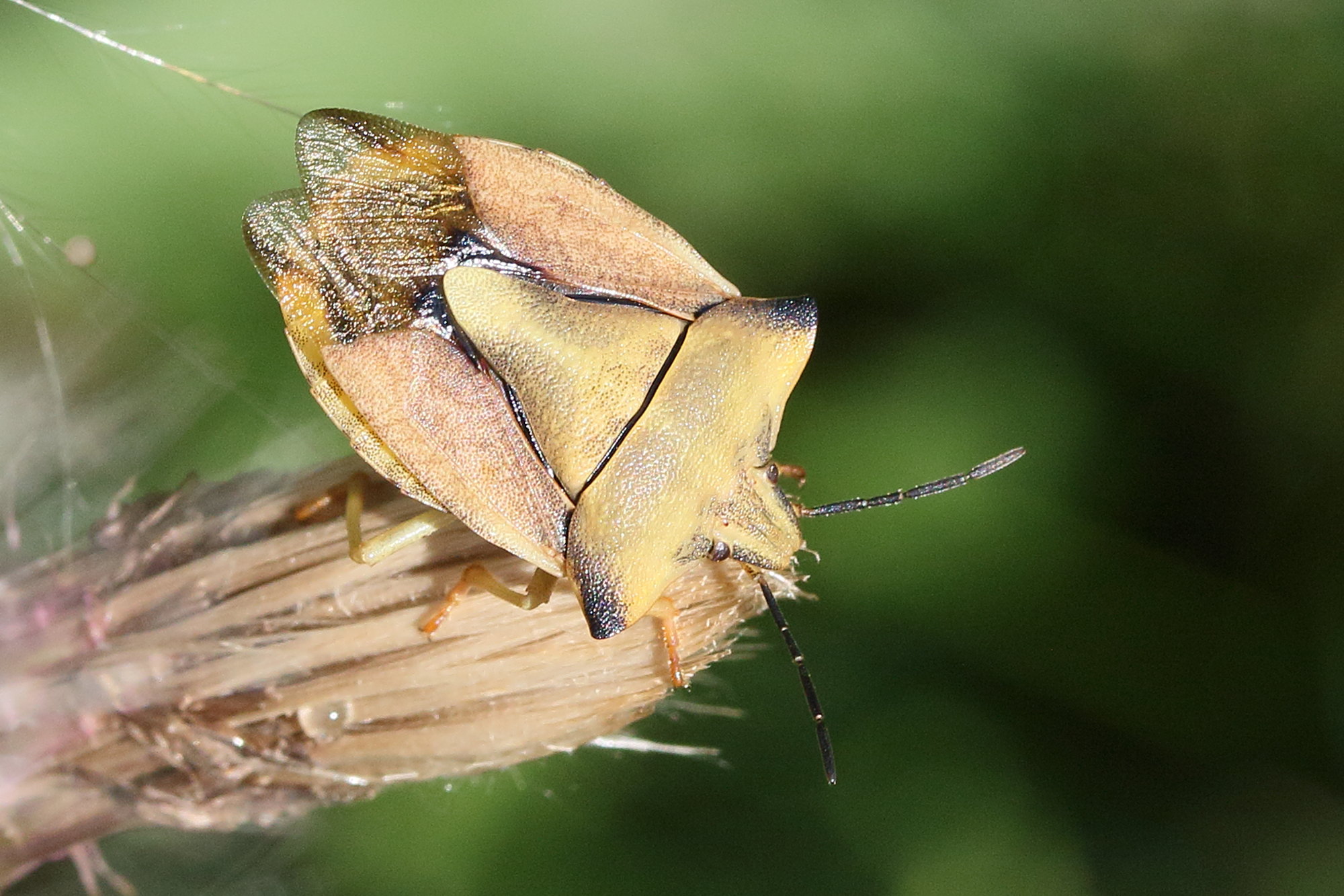 carpocoris_fuscispinus4md