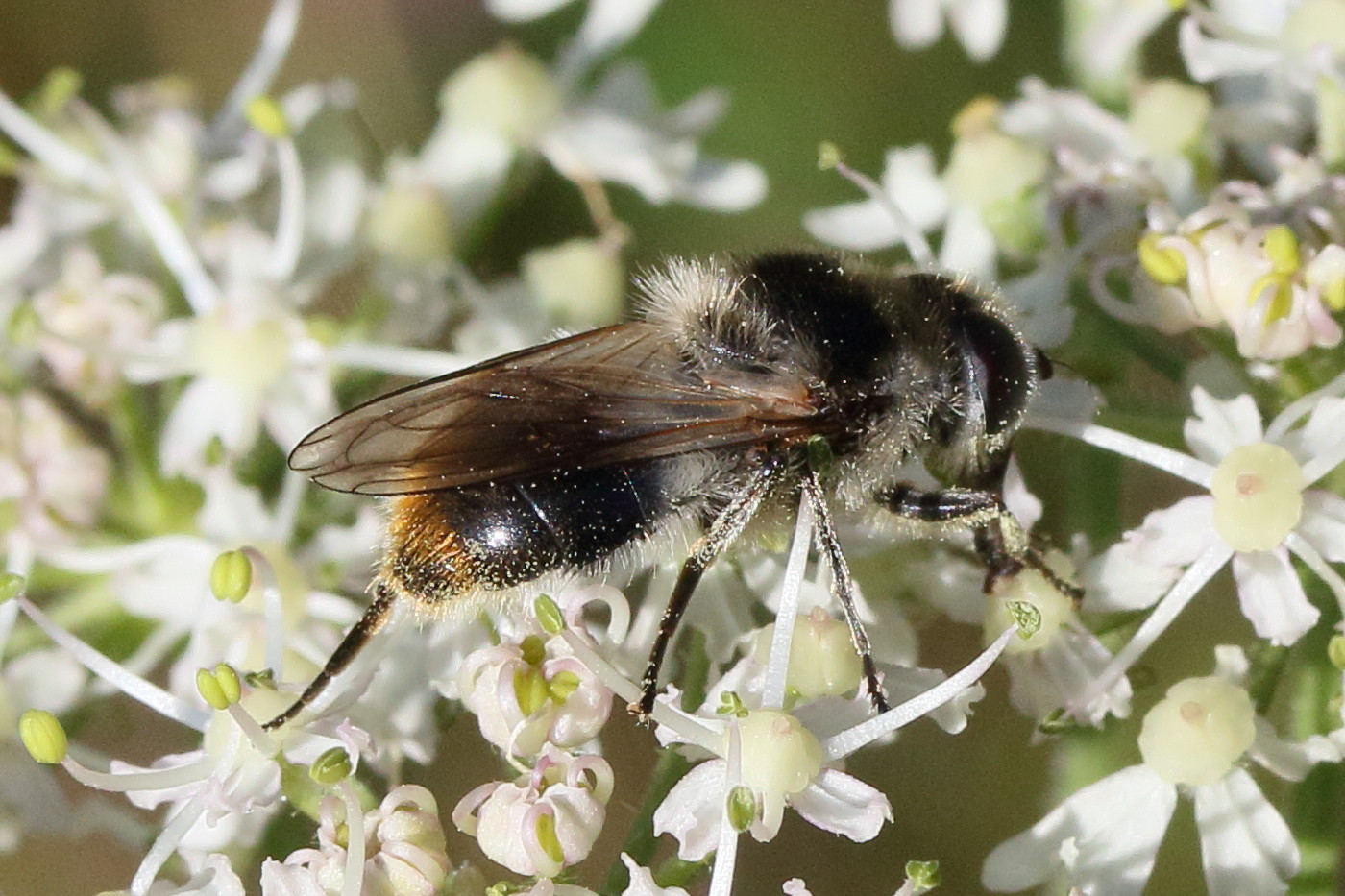 cheilosia_illustrata3md