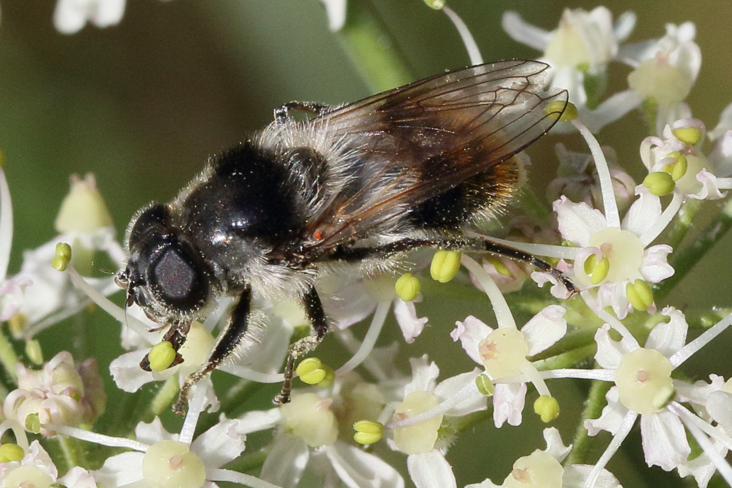 cheilosia_illustrata4md