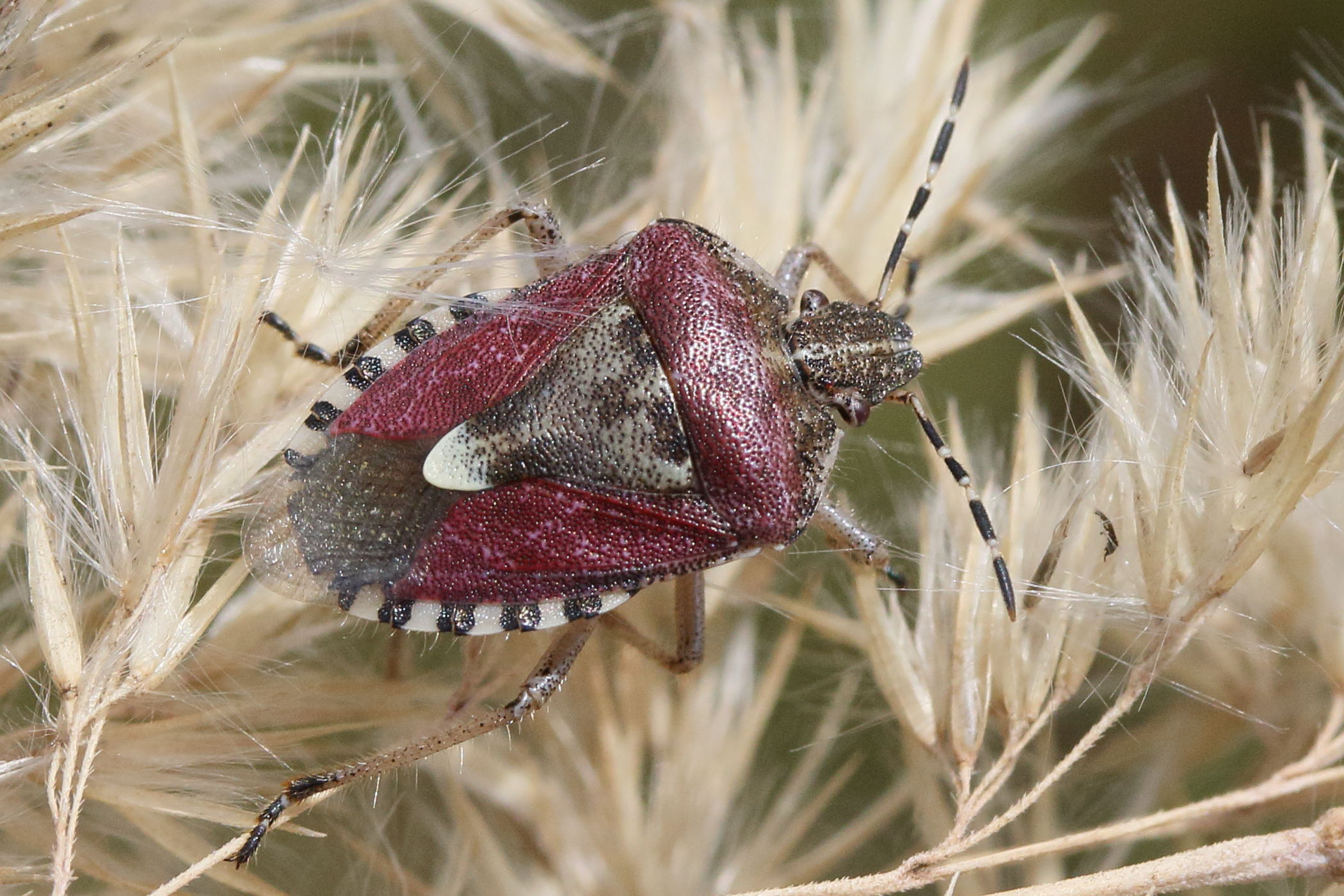 dolycoris_baccarum3md