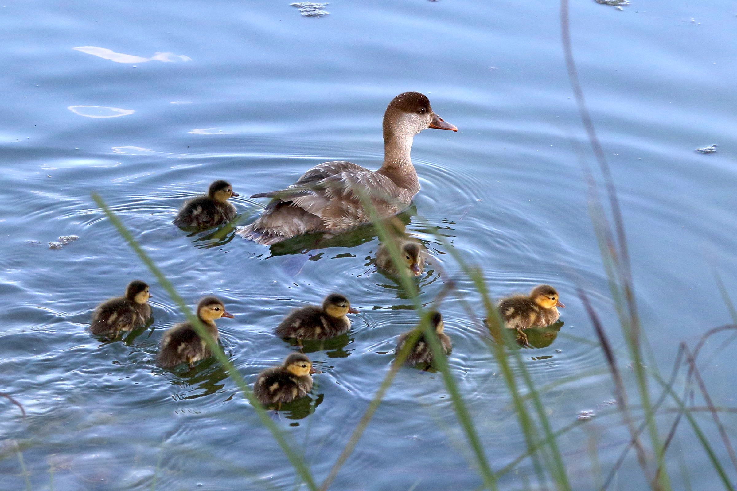 nette_rousse_-_nette_rufina4md