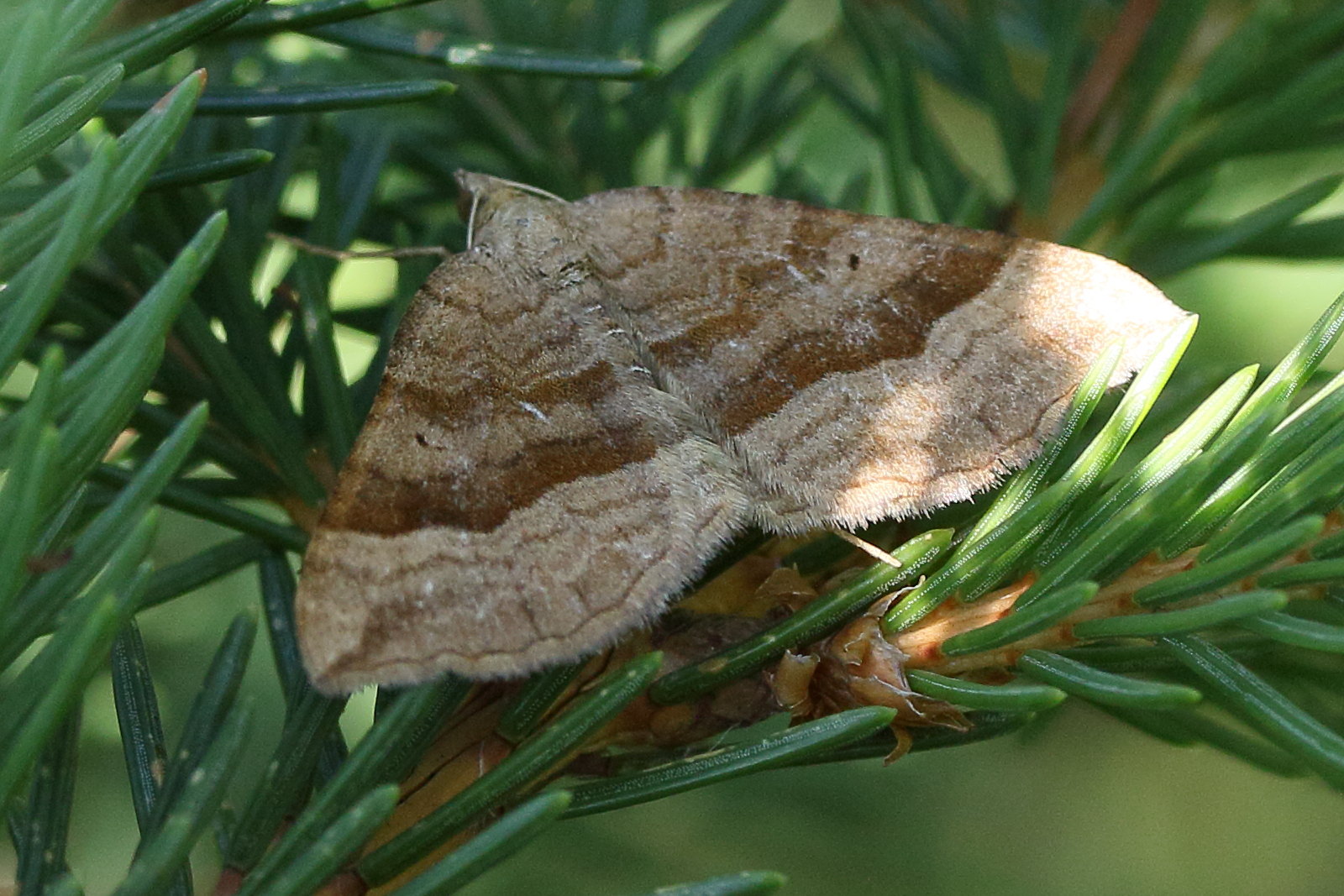 Afficher le média scotopteryx_chenopodiata8md scotopteryx_chenopodiata8md