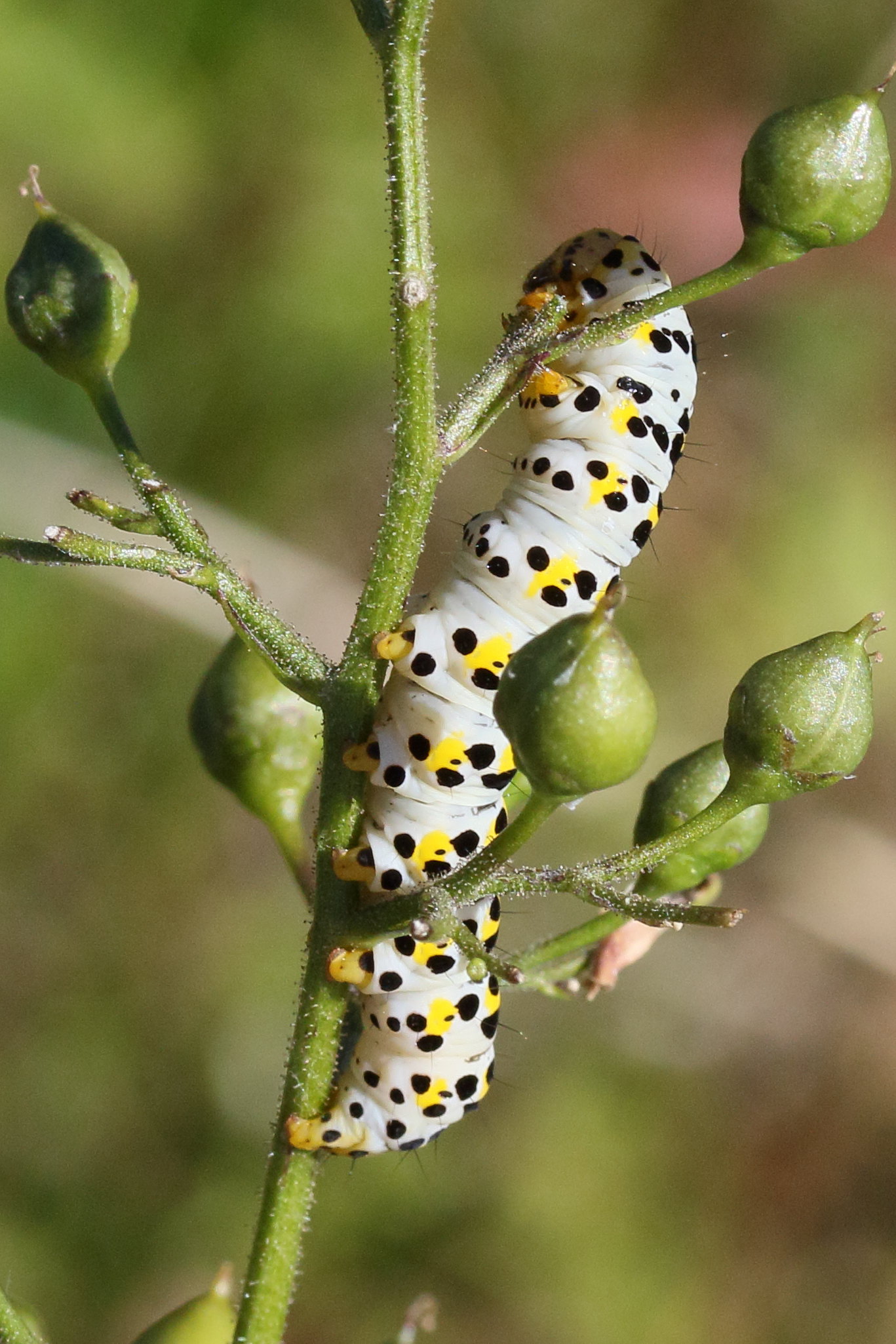 Afficher le média shargacucullia_scrophulariae_ch2md shargacucullia_scrophulariae_ch2md