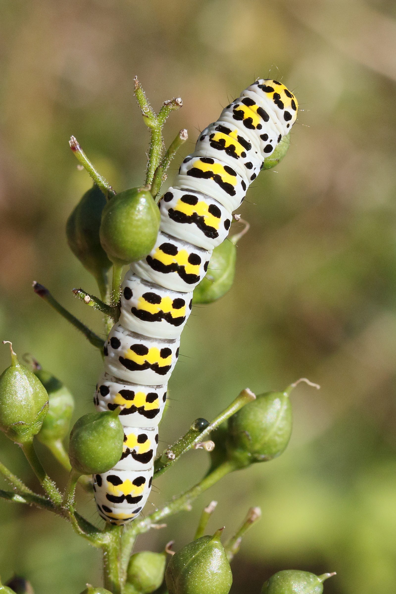 Afficher le média shargacucullia_scrophulariae_ch3md shargacucullia_scrophulariae_ch3md