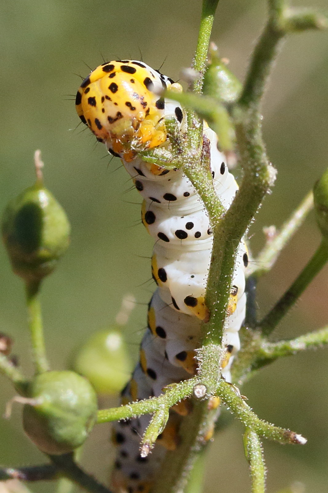 Afficher le média shargacucullia_scrophulariae_ch4md shargacucullia_scrophulariae_ch4md