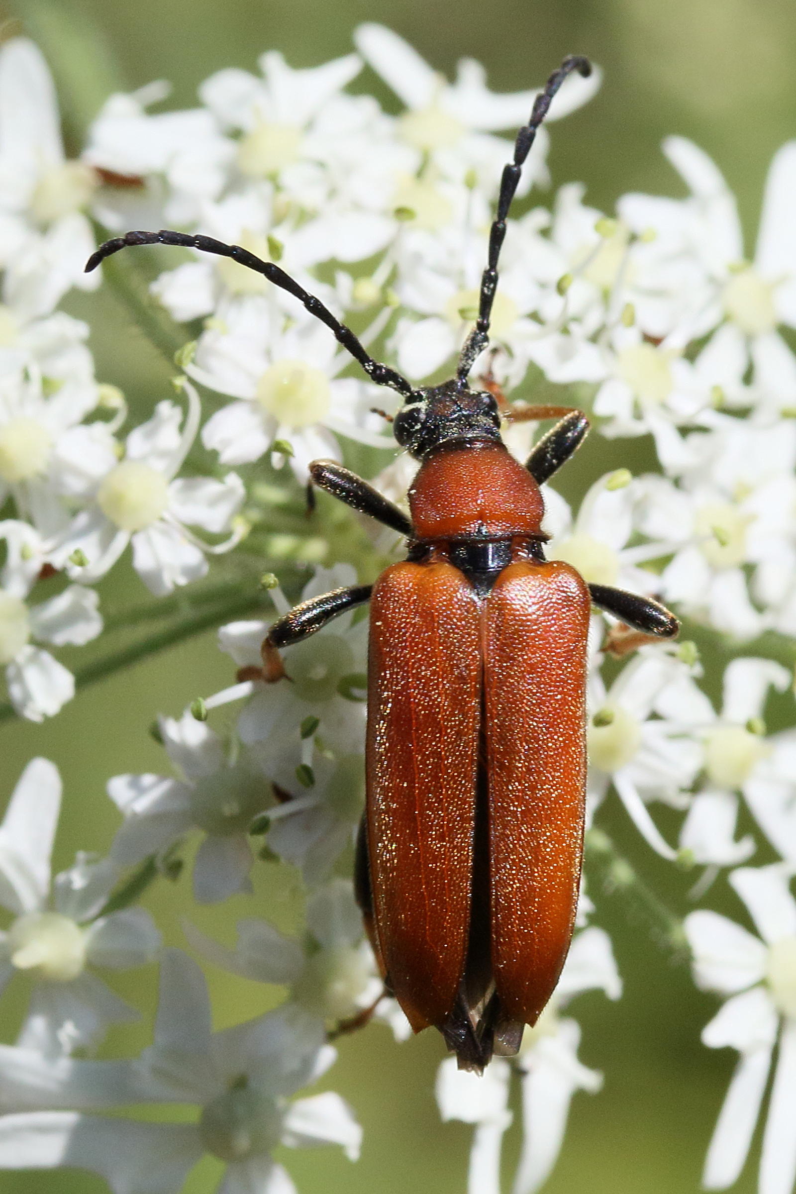 stictoleptura_rubra7md