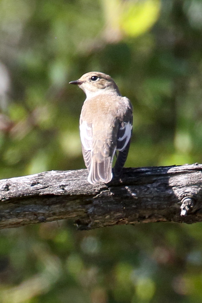 gobemouche_noir_-_ficedula_hypoleuca5bd