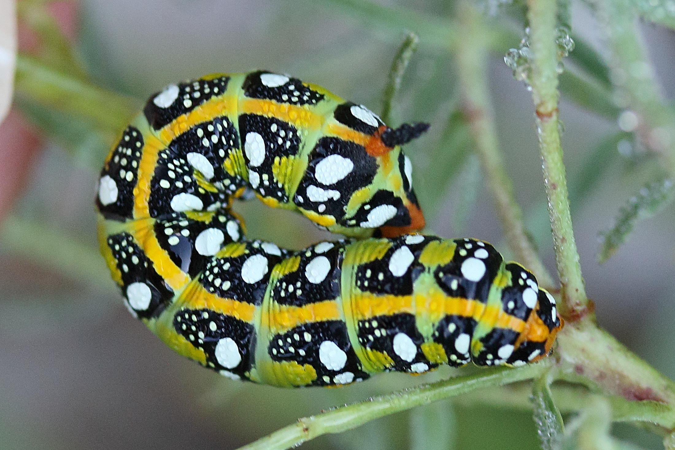 hyles_euphorbiae_ch6md