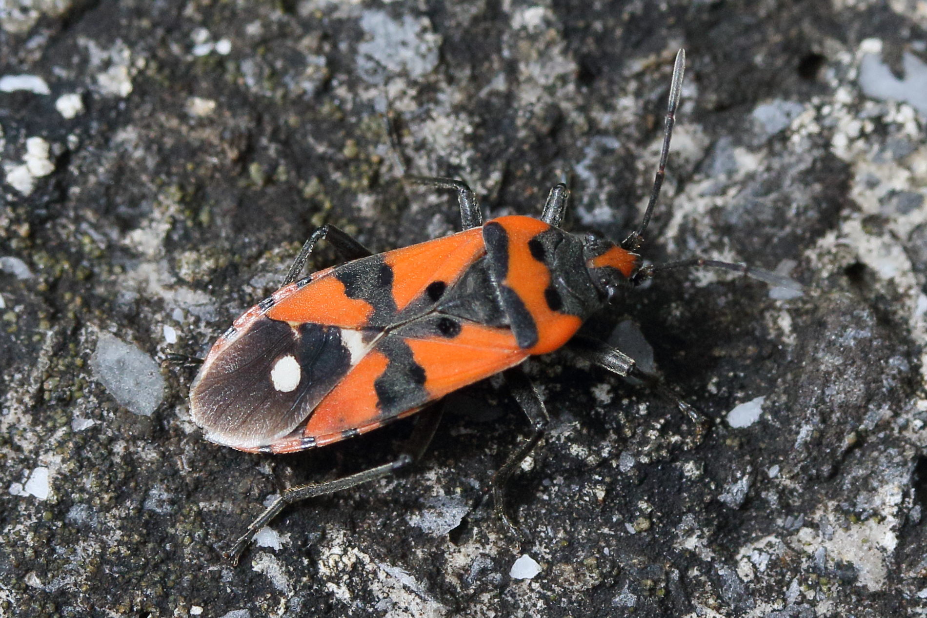 lygaeus_equestris4md