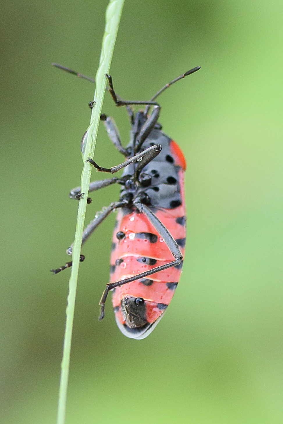 lygaeus_equestris5md