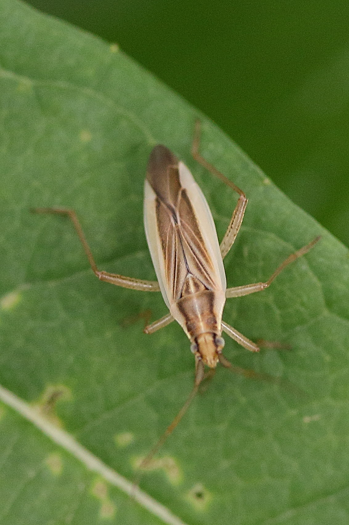 notostira_elongata6md