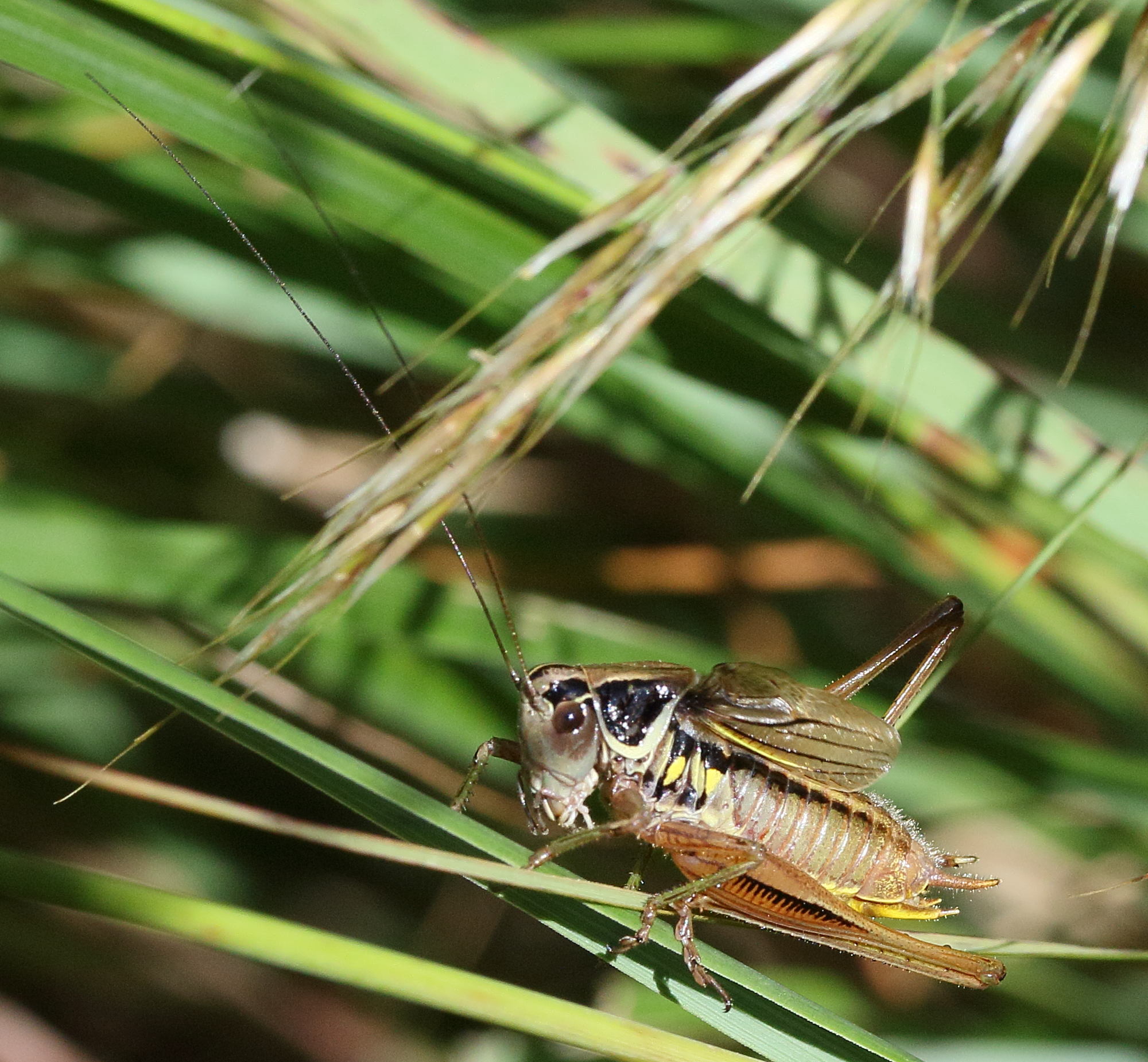 Afficher le média roeseliana_roeselii6md roeseliana_roeselii6md