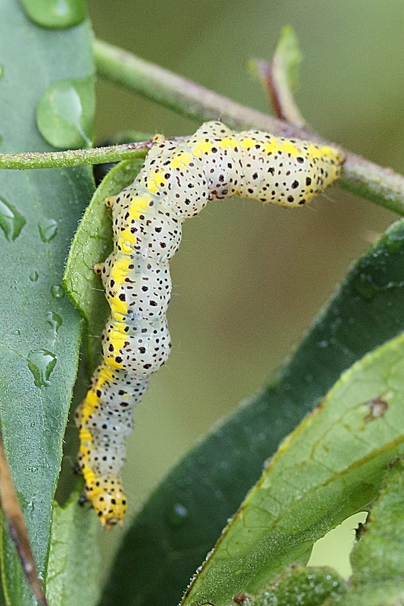 abrostola_asclepiadis_ch1md