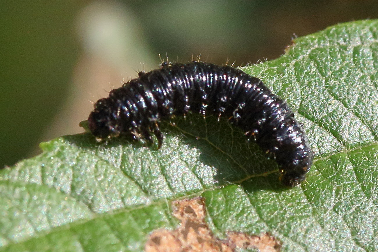 Afficher le média agelastica_alni6md agelastica_alni6md