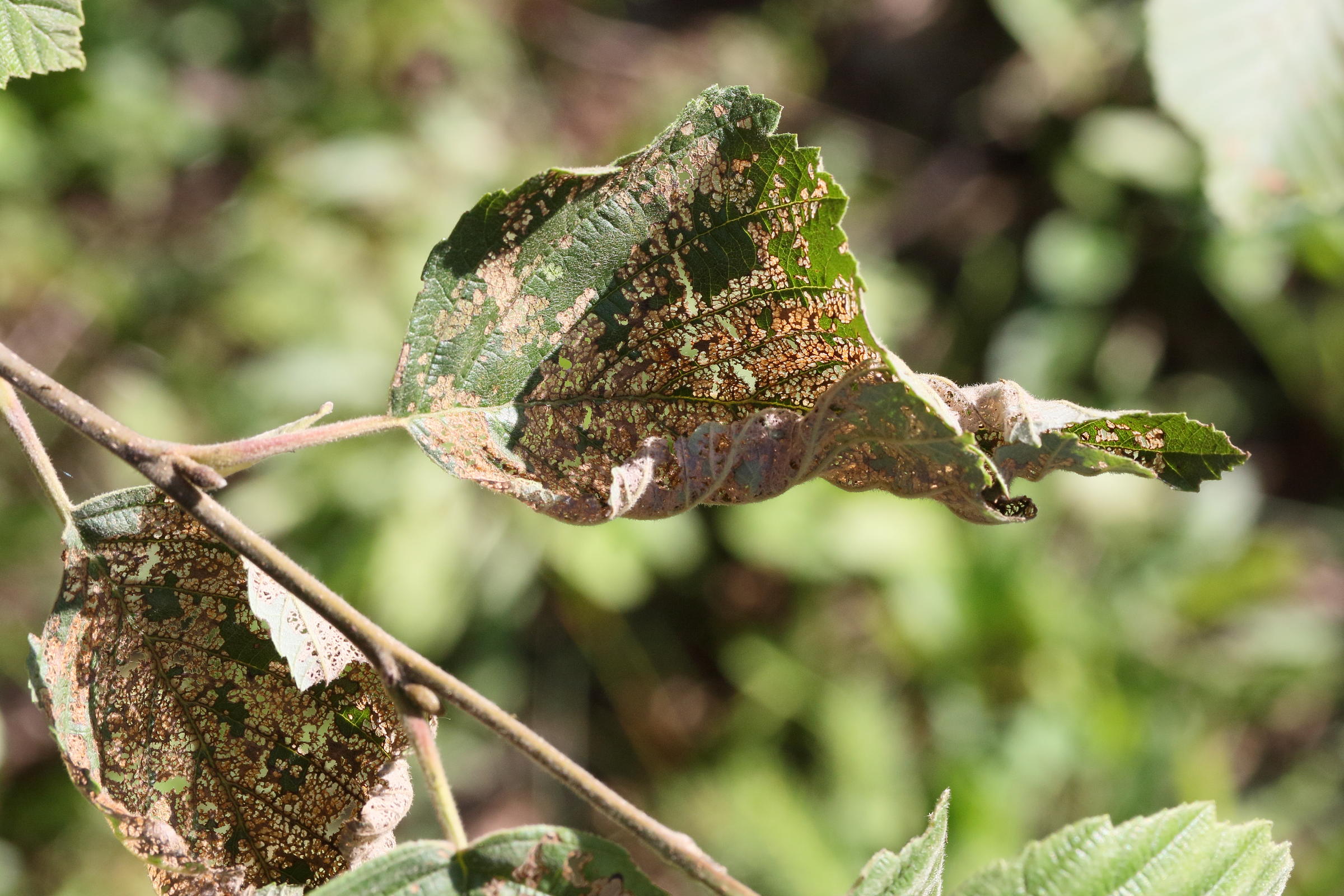 Afficher le média agelastica_alni7md agelastica_alni7md