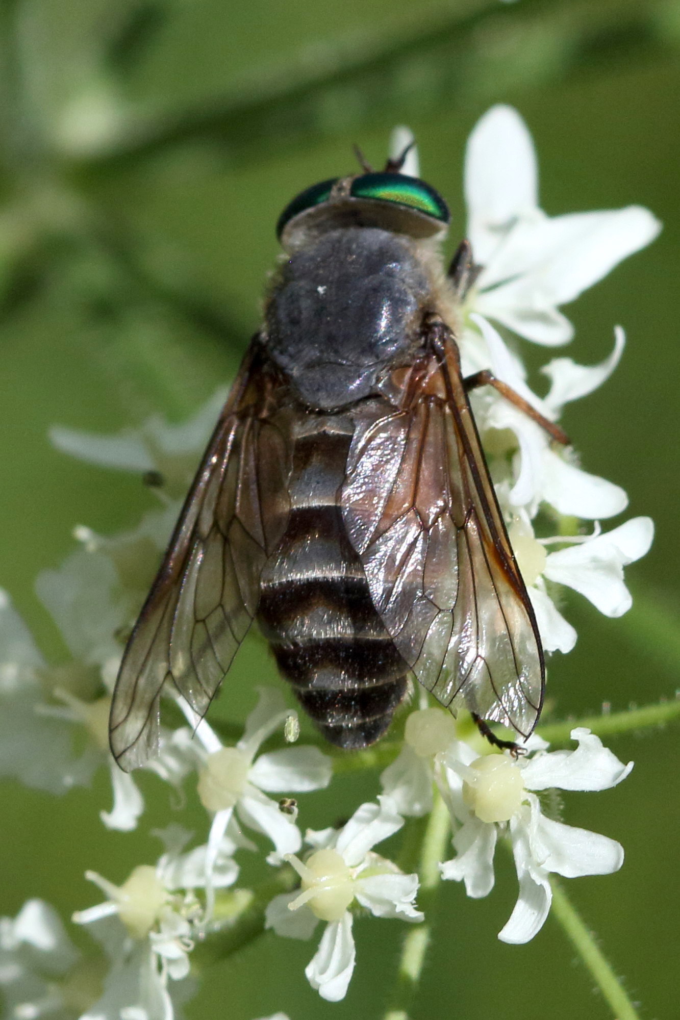 hybomitra_bimaculata2bd