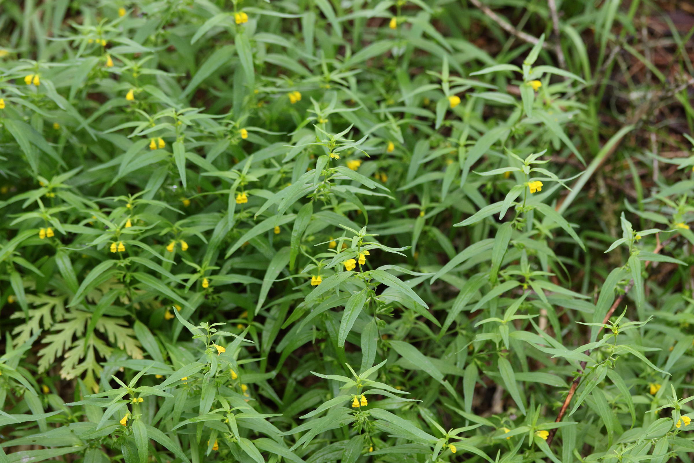 melampyrum_sylvaticum6md