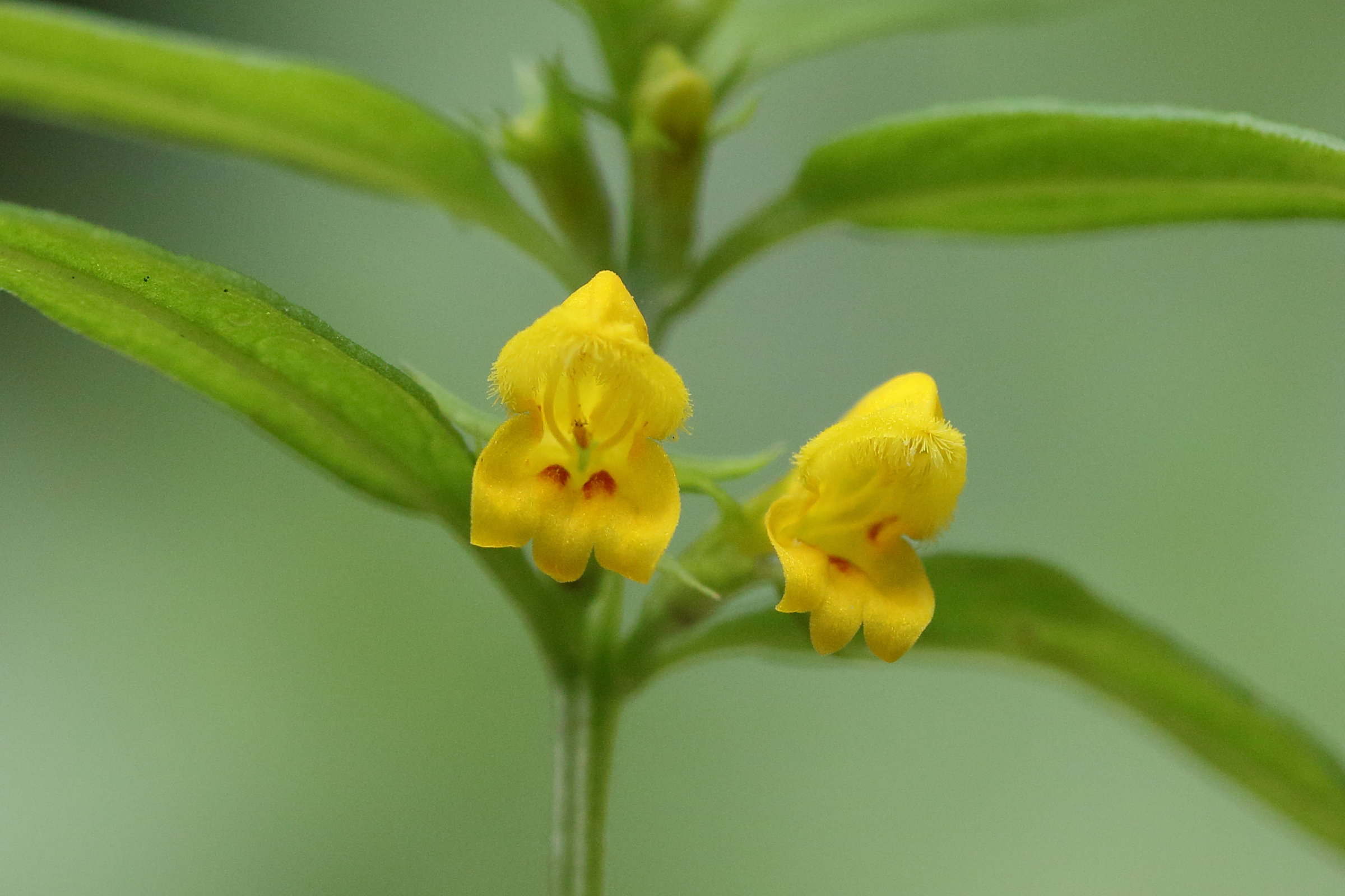 melampyrum_sylvaticum7md